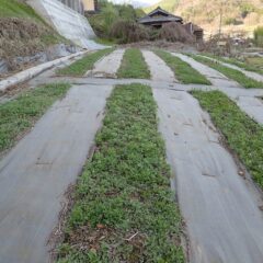 ひと足先に新芽を出していたヨモギ畑は一面の緑になっています