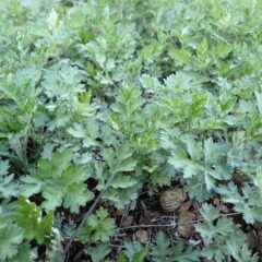春の陽射しを浴びてグングン葉を広げています