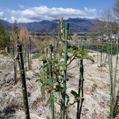 沢山の若葉が広がっています