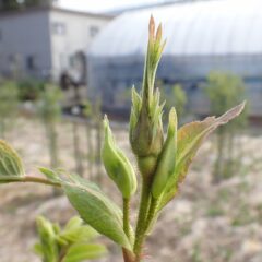ローズの蕾が立ち上がりました