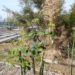 事務局前のローズが蕾を立ち上げ始めました