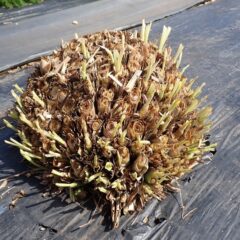 枯れた葉を刈り取ったレモングラスから次々と新芽が伸び始めています