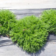 カモマイル・ローマンは隣の株と重なる位広がって来ました