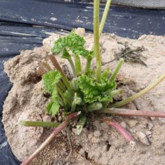 鹿に葉を食べられてしまったブラックマロウが再び若葉を出し始めました