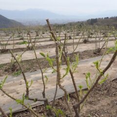 農場のローズは沢山の葉を広げています