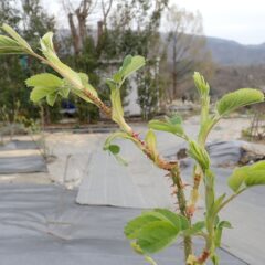 早いものは茎を伸ばし始めています