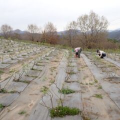 困ったことに雑草も勢い良く伸び始めています