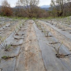 除草作業が終わって綺麗になったローズ畑