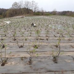 こちらのローズ畑では除草作業中
