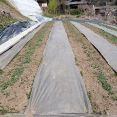 ヨモギの地下茎を移植した畑は新芽の若葉が出揃っています