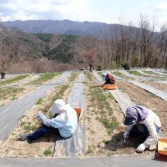 カモマイル・ジャーマン畑では最後の除草作業中