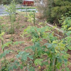 事務局前のローズは茎をグングン伸ばし