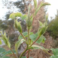 次々に蕾を立ち上げています