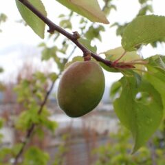 アプリコットの実が膨らんでいます
