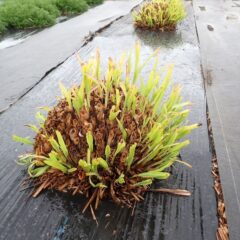 レモングラスは若葉がグングン伸び始めました