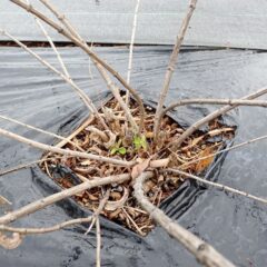 レモンバーベナの株元に新芽を発見！