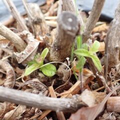 寒い冬の眠りからようやく目を覚ましました