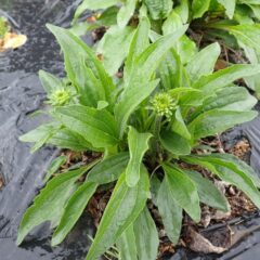 エキナセアから花柱が立ち上がっています