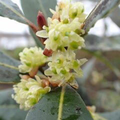 ローレルの雌花