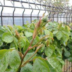 事務局前のつるバラも蕾を次々に立ち上げています