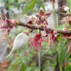 アーモンドも花が咲き終わり実が出来ています