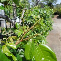 つるバラも沢山の蕾を膨らませています