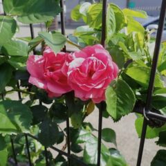 つるバラアンジェラも最初の花が咲きました