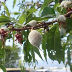 アーモンドの実も大きくなっています