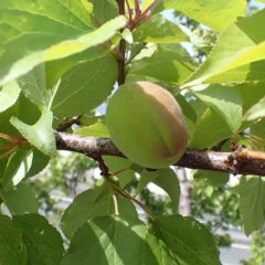 アプリコットの実が大きくなって来ました
