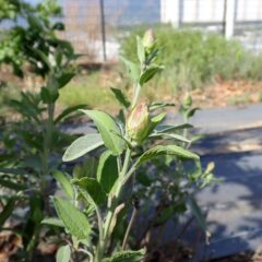 セージの蕾が上がって来ました