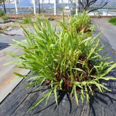 レモングラスの葉は株全体から伸びています