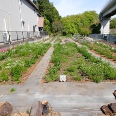 事務局横のカモマイル・ジャーマンが咲き始めました