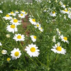 カモマイル・ジャーマン