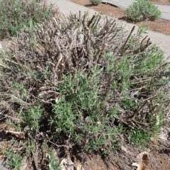 事務局横のラベンダー・ストエカスから新芽が出ています