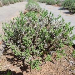 ラベンダー・アングスティフォリアからも沢山の新芽が伸びています