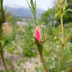 事務局前のローズの蕾からピンクの花弁がこんなに見えています