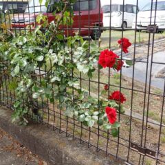 つるバラダイナマイトの最初の花が咲きました