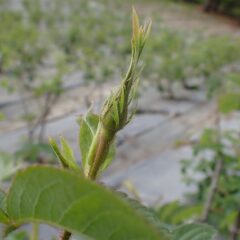 農場のローズの蕾が膨らんで来ました