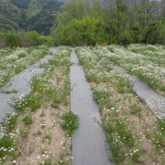 農場のカモマイル・ジャーマンが咲き始めました