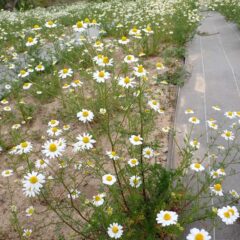 農場のカモマイル・ジャーマン