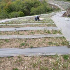 カモマイル・ジャーマン畑では摘み取り前に最後の除草作業をしています