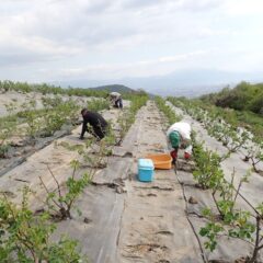 ローズ畑では除草作業中
