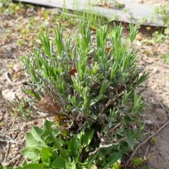 農場のラベンダーは新芽が沢山伸びて来ました