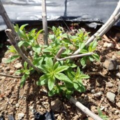 レモンバーベナの株元からぞくぞくと新芽が伸びて来ました