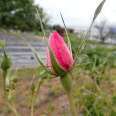 準備万端の蕾も沢山あります