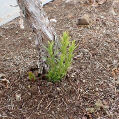 ティートゥリーの株元から新芽が出て来ました