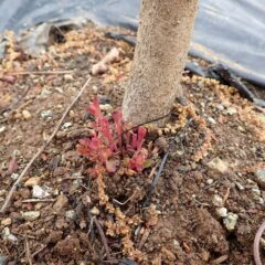 ユーカリ・レモンの株元からも新芽が出ています