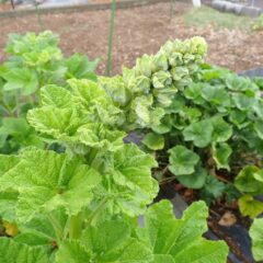 ブラックマロウの花柱が立ち上がり蕾が上がってきました