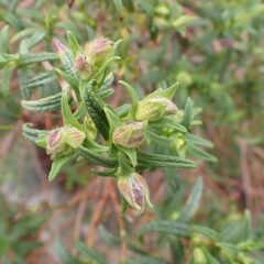 ロックローズに蕾が出来ています