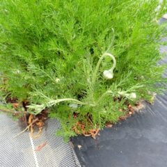 カモマイル・ローマンから蕾が出て来ました